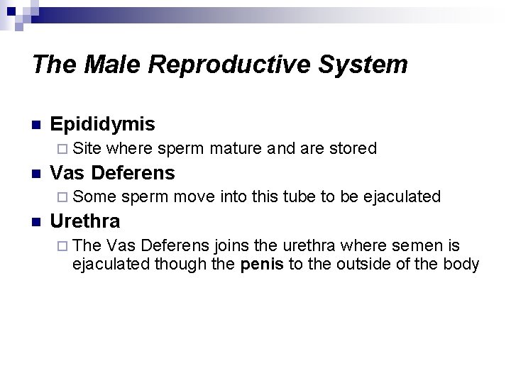 The Male Reproductive System n Epididymis ¨ Site n where sperm mature and are