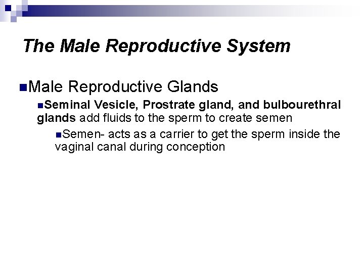 The Male Reproductive System n. Male Reproductive Glands n. Seminal Vesicle, Prostrate gland, and