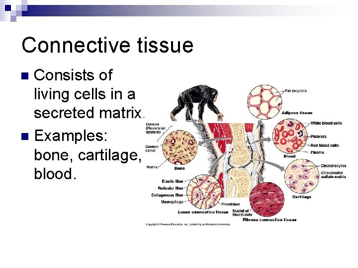 Connective tissue Consists of living cells in a secreted matrix. n Examples: bone, cartilage,