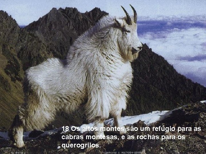 18 Os altos montes são um refúgio para as cabras montesas, e as rochas