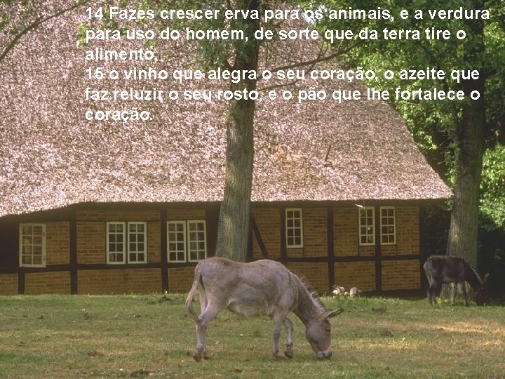 14 Fazes crescer erva para os animais, e a verdura para uso do homem,