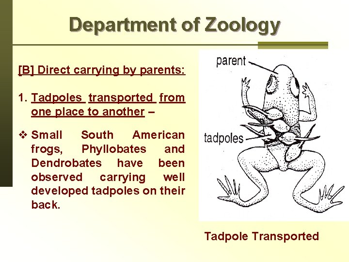 Department of Zoology [B] Direct carrying by parents: 1. Tadpoles transported from one place