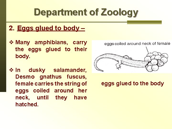 Department of Zoology 2. Eggs glued to body – v Many amphibians, carry the