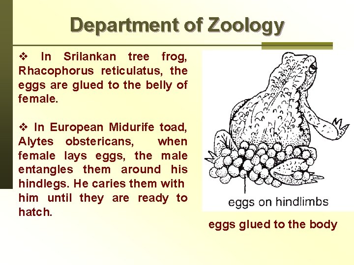 Department of Zoology v In Srilankan tree frog, Rhacophorus reticulatus, the eggs are glued