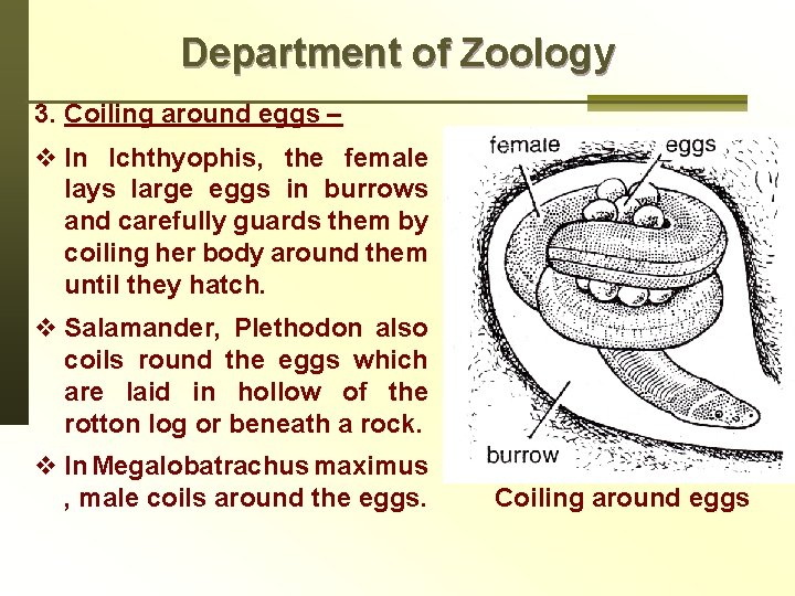 Department of Zoology 3. Coiling around eggs – v In Ichthyophis, the female lays