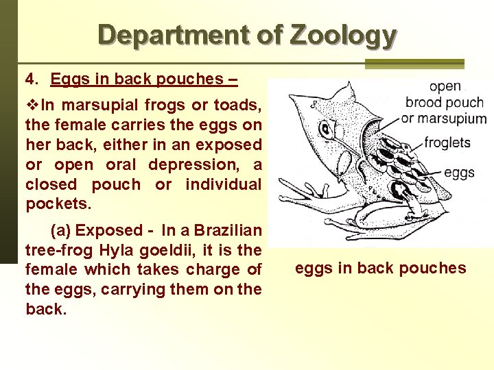 Department of Zoology 4. Eggs in back pouches – v. In marsupial frogs or