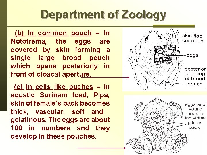 Department of Zoology (b) In common pouch – In Nototrema, the eggs are covered