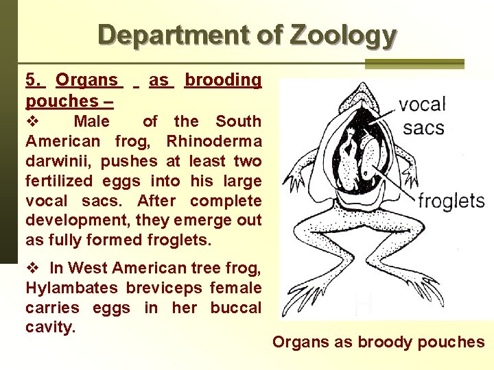 Department of Zoology 5. Organs pouches – as brooding v Male of the South