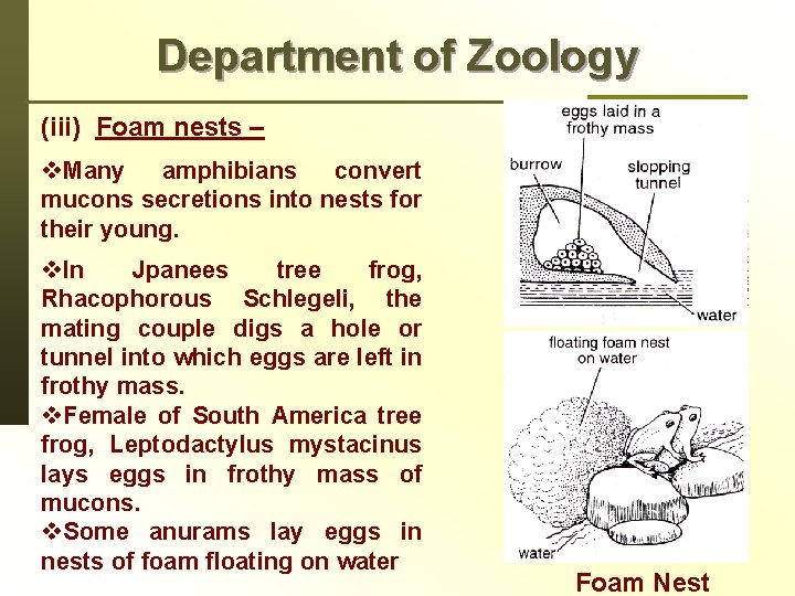 Department of Zoology (iii) Foam nests – v. Many amphibians convert mucons secretions into