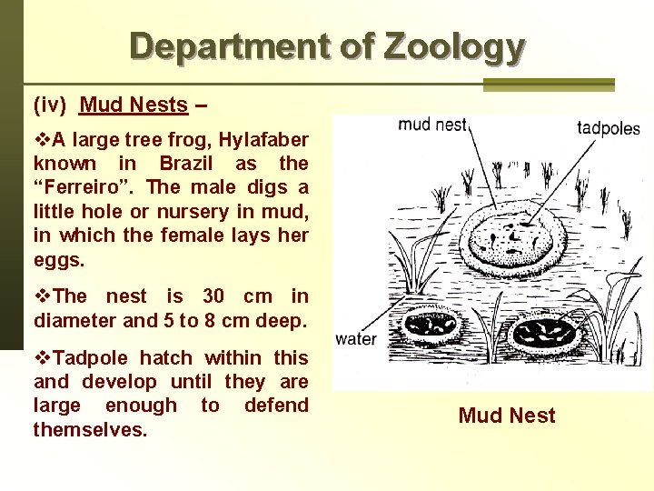 Department of Zoology (iv) Mud Nests – v. A large tree frog, Hylafaber known