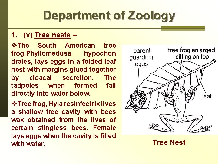 Department of Zoology 1. (v) Tree nests – v. The South American tree frog,