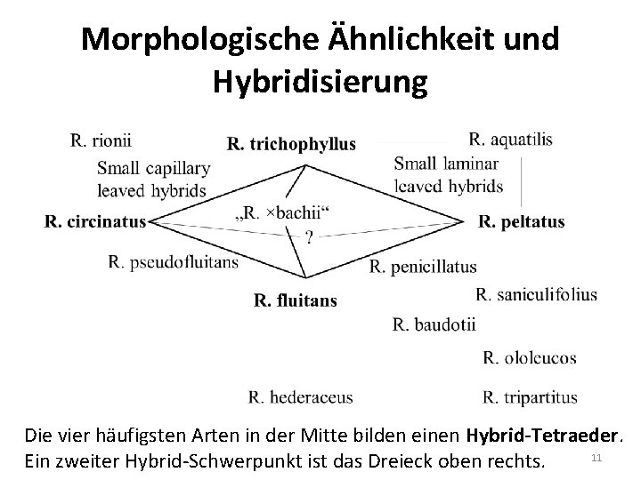 Morphologische Ähnlichkeit und Hybridisierung Die vier häufigsten Arten in der Mitte bilden einen Hybrid-Tetraeder.