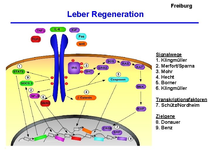 Freiburg Leber Regeneration Signalwege 1. Klingmüller 2. Merfort/Sparna 3. Mohr 4. Hecht 5. Borner