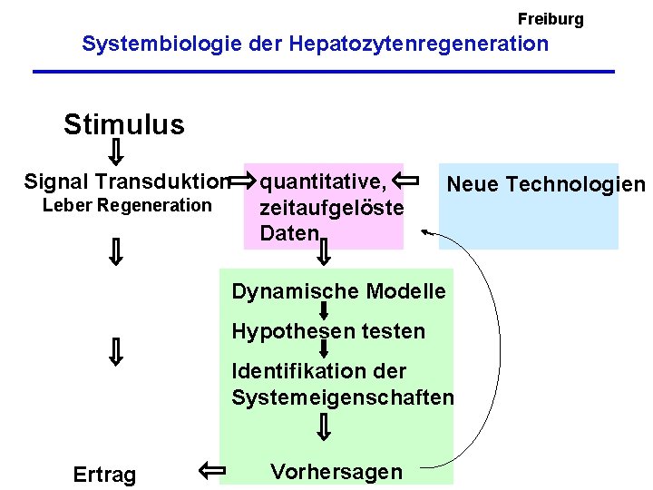 Freiburg Systembiologie der Hepatozytenregeneration Stimulus Signal Transduktion Leber Regeneration quantitative, zeitaufgelöste Daten Neue Technologien