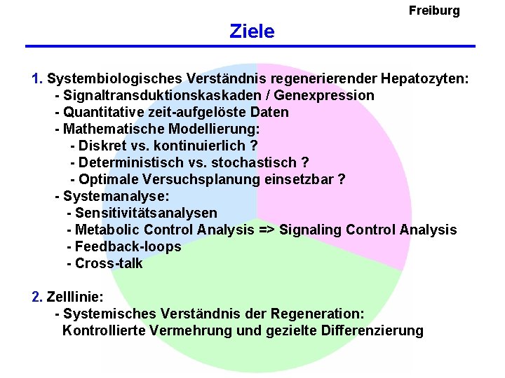 Freiburg Ziele 1. Systembiologisches Verständnis regenerierender Hepatozyten: - Signaltransduktionskaskaden / Genexpression - Quantitative zeit-aufgelöste