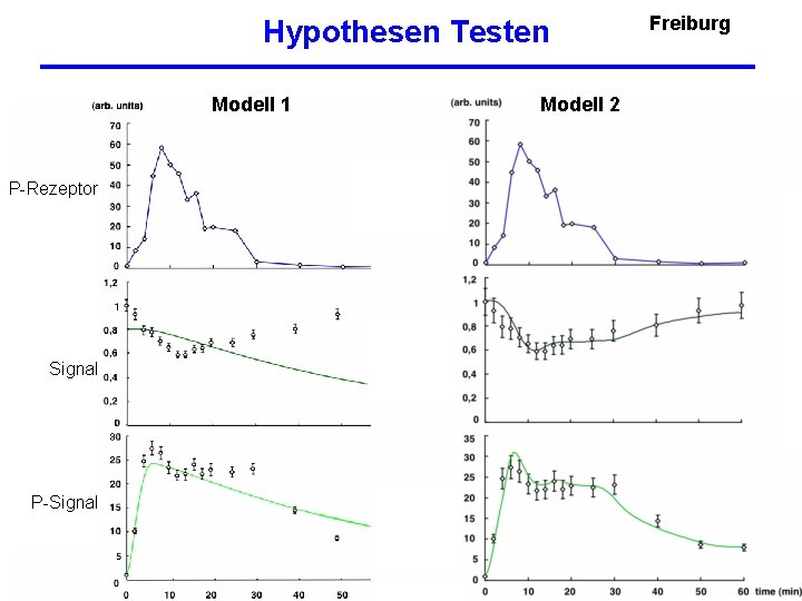 Hypothesen Testen Modell 1 P-Rezeptor Signal P-Signal Modell 2 Freiburg 