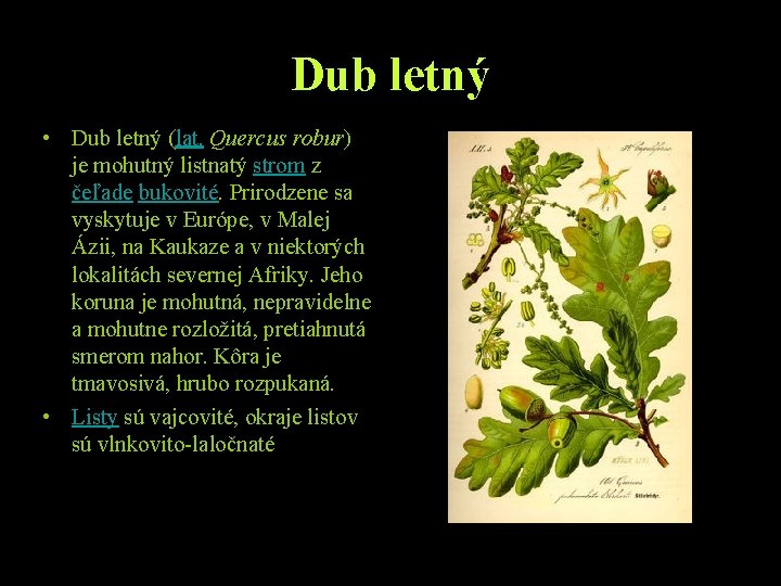 Dub letný • Dub letný (lat. Quercus robur) je mohutný listnatý strom z čeľade