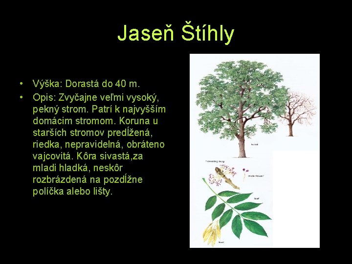 Jaseň Štíhly • Výška: Dorastá do 40 m. • Opis: Zvyčajne veľmi vysoký, pekný