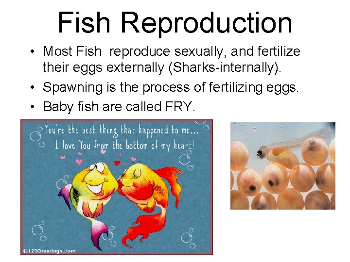 Fish Reproduction • Most Fish reproduce sexually, and fertilize their eggs externally (Sharks-internally). •