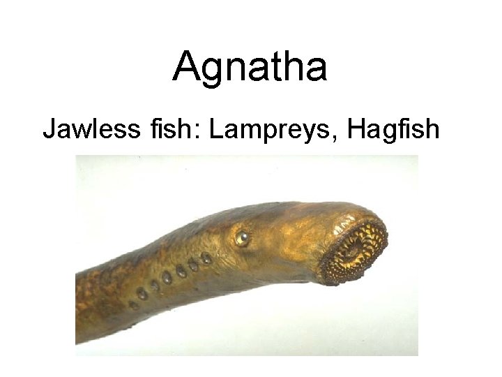 Agnatha Jawless fish: Lampreys, Hagfish 