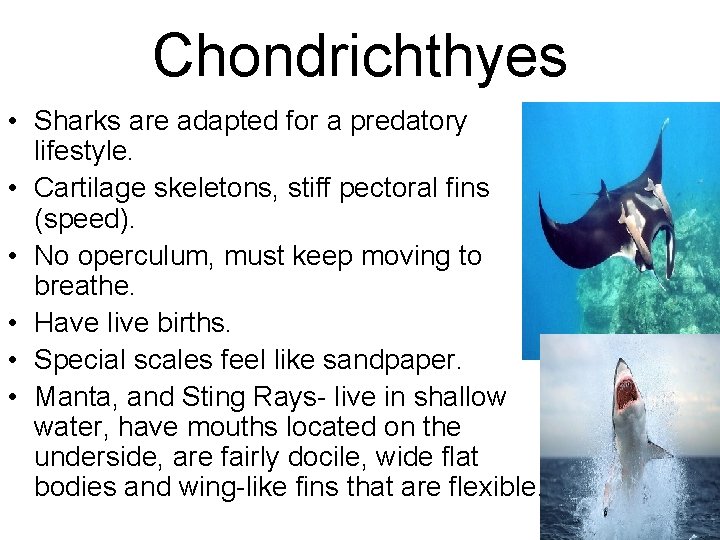 Chondrichthyes • Sharks are adapted for a predatory lifestyle. • Cartilage skeletons, stiff pectoral