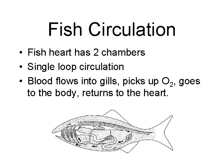 Fish Circulation • Fish heart has 2 chambers • Single loop circulation • Blood