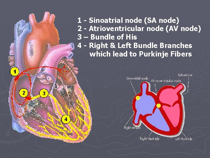 1 - Sinoatrial node (SA node) 2 - Atrioventricular node (AV node) 3 –