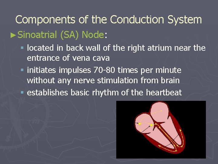 Components of the Conduction System ► Sinoatrial (SA) Node: § located in back wall