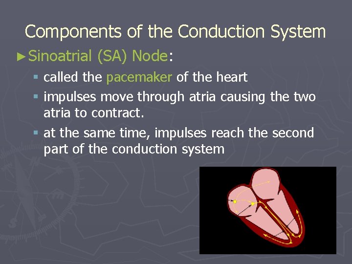 Components of the Conduction System ► Sinoatrial (SA) Node: § called the pacemaker of