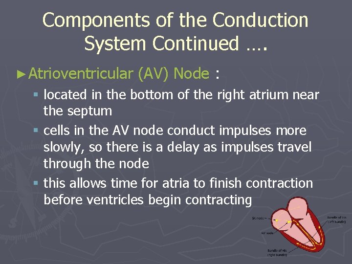 Components of the Conduction System Continued …. ► Atrioventricular (AV) Node : § located
