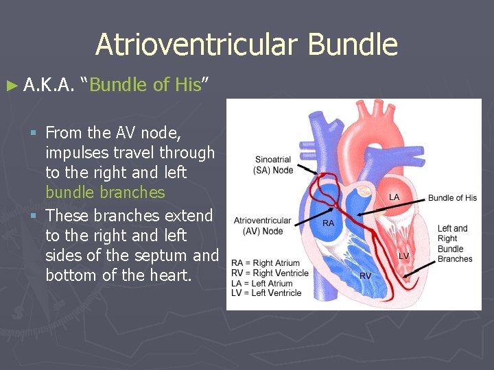 Atrioventricular Bundle ► A. K. A. “Bundle of His” § From the AV node,