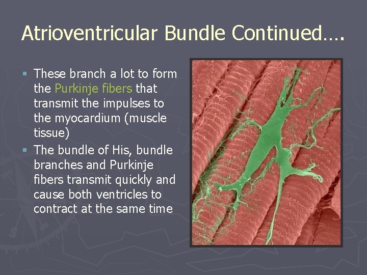Atrioventricular Bundle Continued…. § These branch a lot to form the Purkinje fibers that