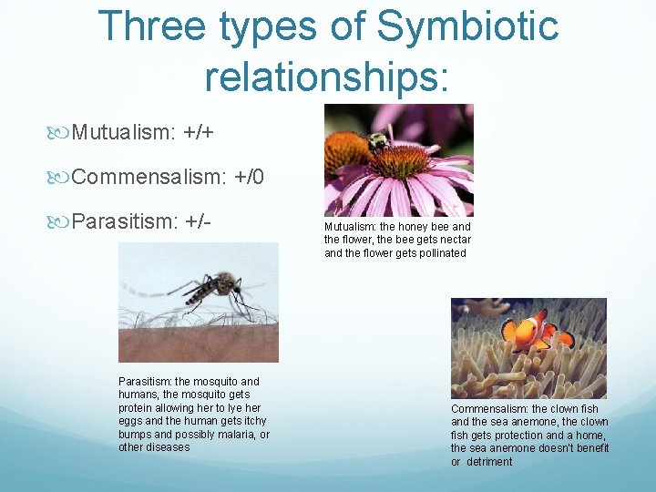 Three types of Symbiotic relationships: Mutualism: +/+ Commensalism: +/0 Parasitism: +/- Parasitism: the mosquito