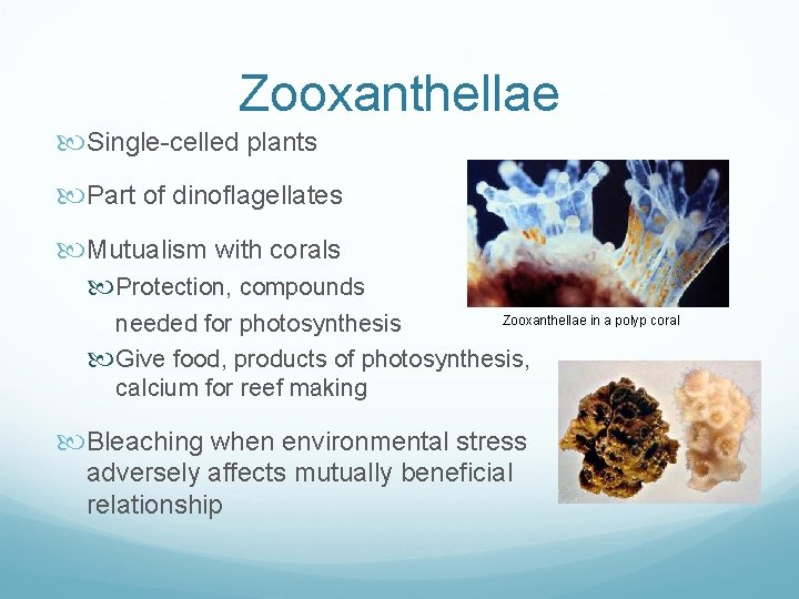 Zooxanthellae Single-celled plants Part of dinoflagellates Mutualism with corals Protection, compounds Zooxanthellae in a