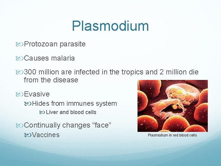 Plasmodium Protozoan parasite Causes malaria 300 million are infected in the tropics and 2