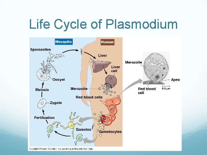 Life Cycle of Plasmodium 