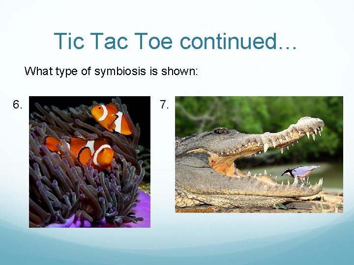 Tic Tac Toe continued… What type of symbiosis is shown: 6. 7. 