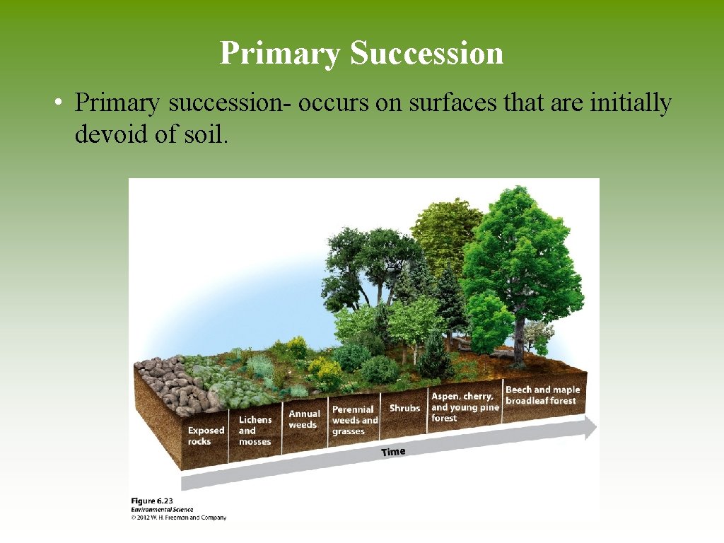 Primary Succession • Primary succession- occurs on surfaces that are initially devoid of soil.