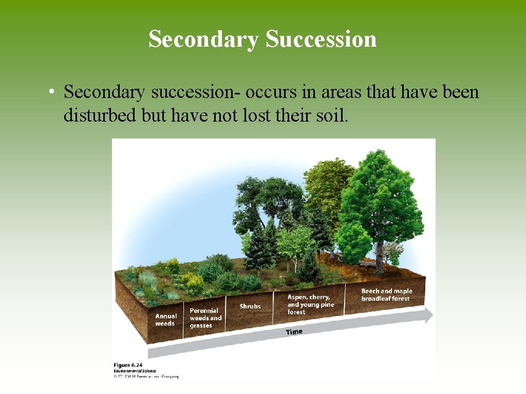 Secondary Succession • Secondary succession- occurs in areas that have been disturbed but have