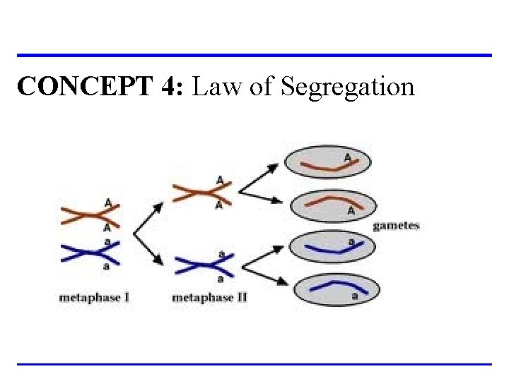 CONCEPT 4: Law of Segregation 
