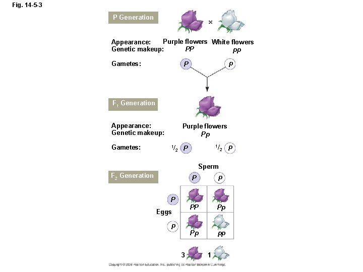 Fig. 14 -5 -3 P Generation Purple flowers White flowers Appearance: Genetic makeup: PP