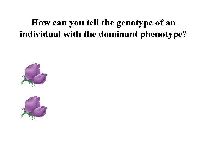 How can you tell the genotype of an individual with the dominant phenotype? 