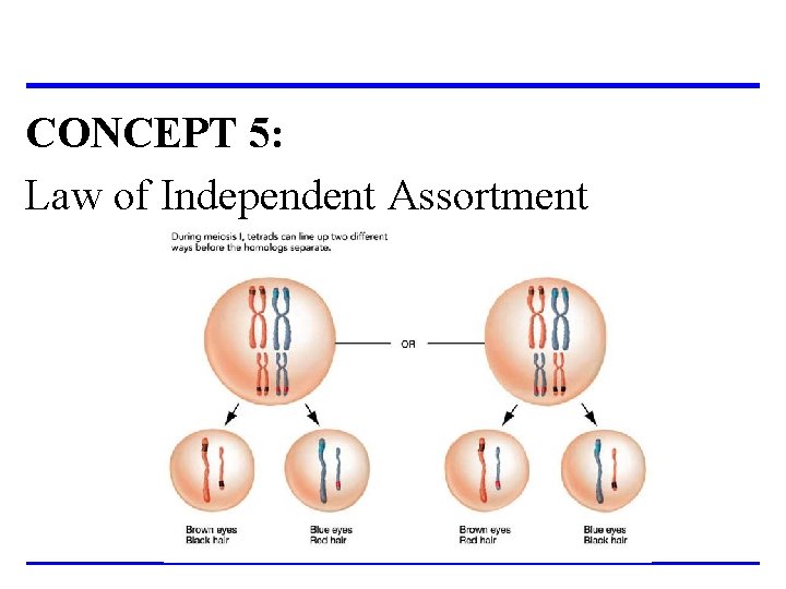 CONCEPT 5: Law of Independent Assortment 