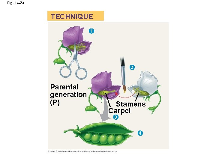 Fig. 14 -2 a TECHNIQUE 1 2 Parental generation (P) Stamens Carpel 3 4