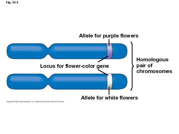 Fig. 14 -4 Allele for purple flowers Locus for flower-color gene Homologous pair of