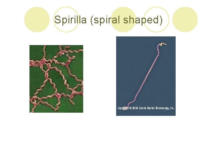 Spirilla (spiral shaped) 