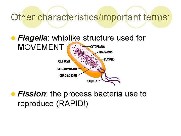 Other characteristics/important terms: l Flagella: whiplike structure used for MOVEMENT l Fission: the process