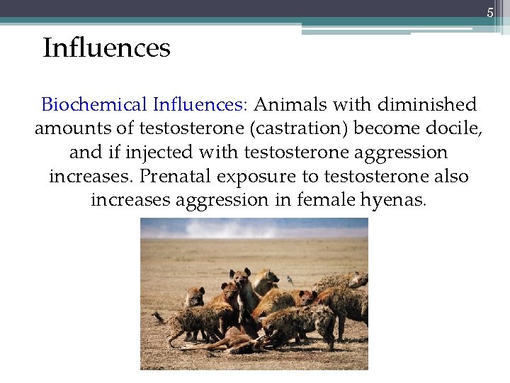 5 Influences Biochemical Influences: Animals with diminished amounts of testosterone (castration) become docile, and