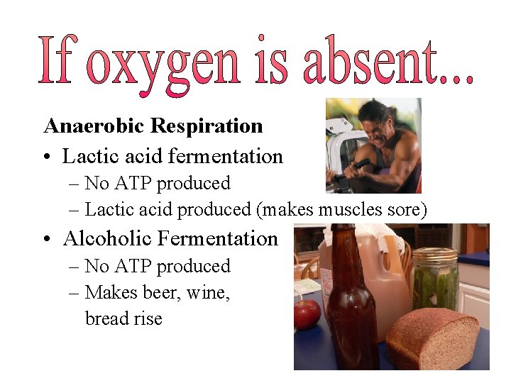 Anaerobic Respiration • Lactic acid fermentation – No ATP produced – Lactic acid produced