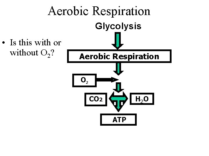Aerobic Respiration Glycolysis • Is this with or without O 2? Aerobic Respiration O